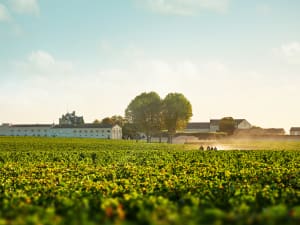 When art takes root: the bold gamble of Bordeaux’s vineyards